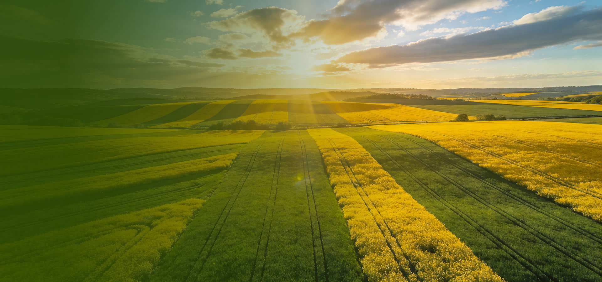 大连网站建设-签约华恩有机英文独立站